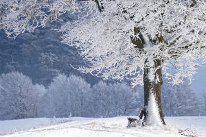 冬季荷兰风车雪景壁纸，1080P分辨率，冷蓝白色调极简，适合手机锁屏