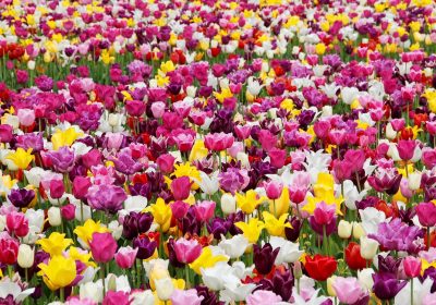 千叶县佐仓荷兰风情公园仿荷兰木质风车与郁金香花田同框，4月春日暖阳下色彩饱满