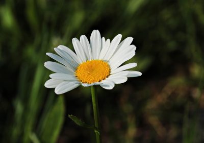 茨城县国营常陆海滨公园粉蝶花盛开时节白色风车全景，蓝白色调清新治愈，山坡上花海如云